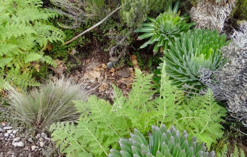 7 Days Lemosho Route - Mt Kilimanjaro